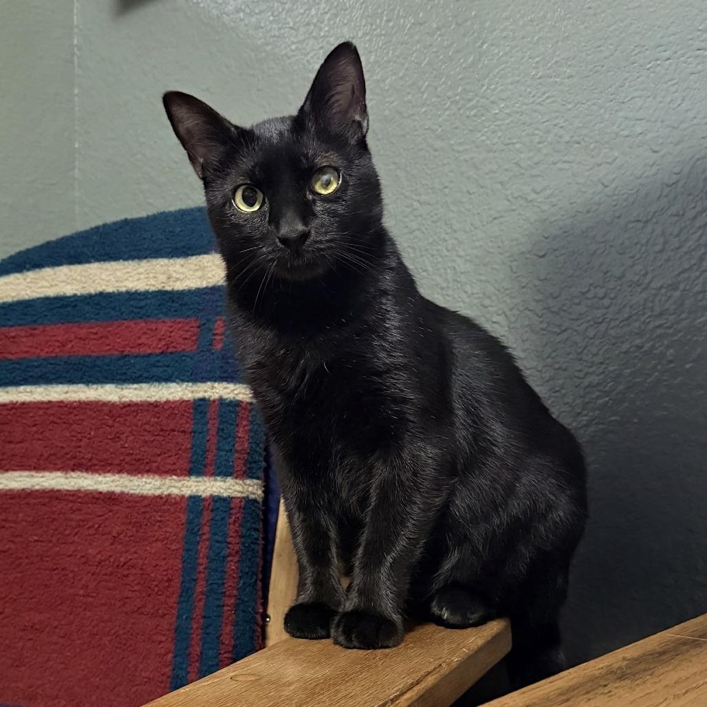 Enlarge Bro-ski, a Adoptable Domestic Short Hair in San Antonio, TX image 5/6