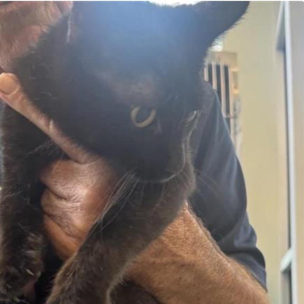 Enlarge Bro-ski, a Adoptable Domestic Short Hair in San Antonio, TX image 6/6