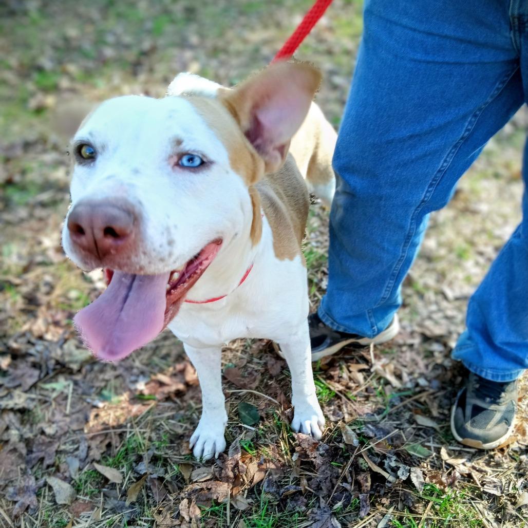 Gunsmoke, Adoptable, Adult Male Mixed Breed.