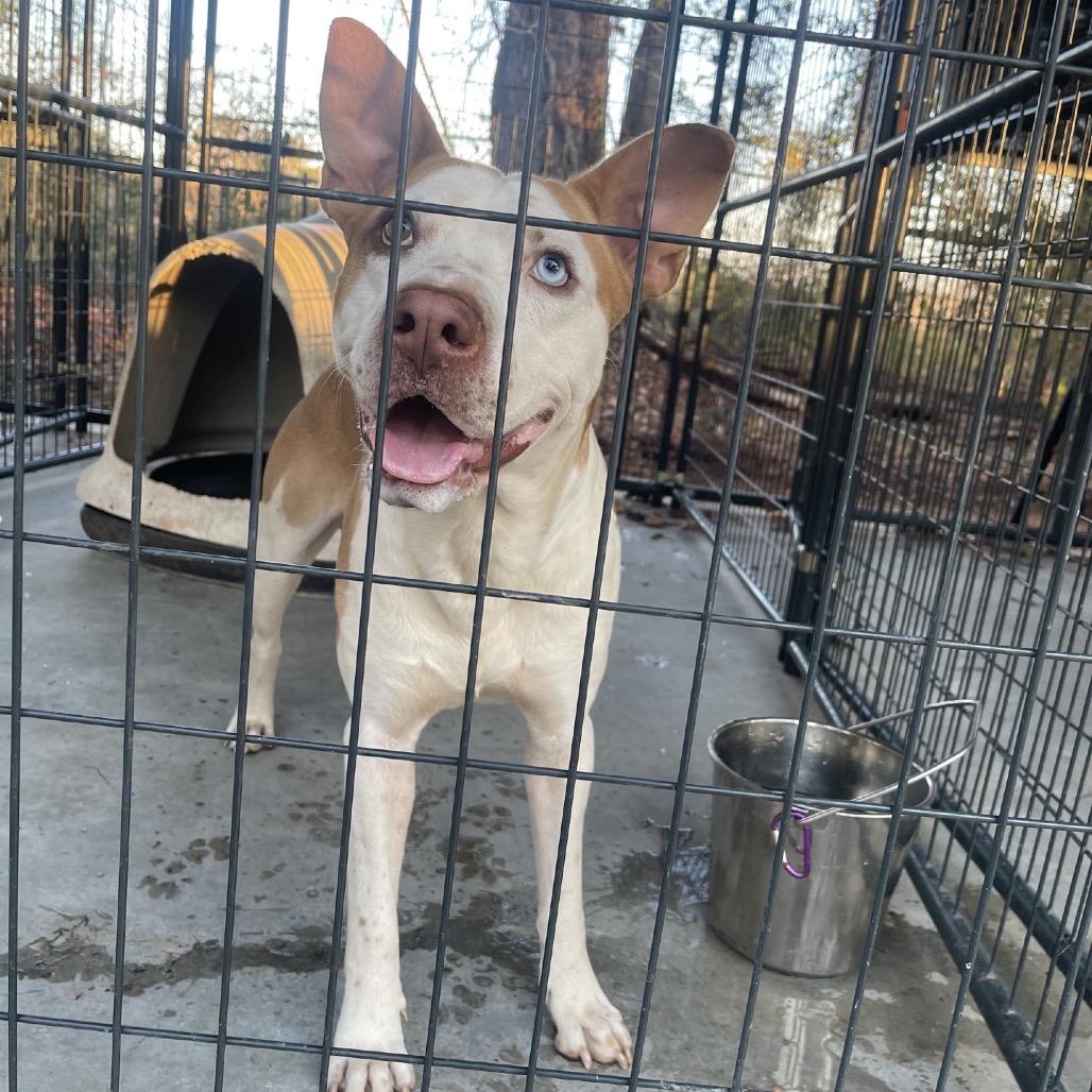 Enlarge Gunsmoke, a Adoptable Mixed Breed in Valley, AL image 1/1