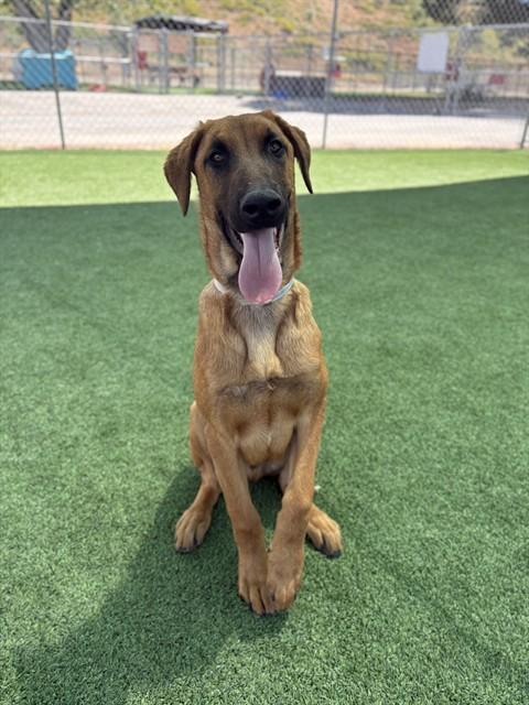 Enlarge BEAR, a Adoptable mixed breed in Castaic, CA image 1/1