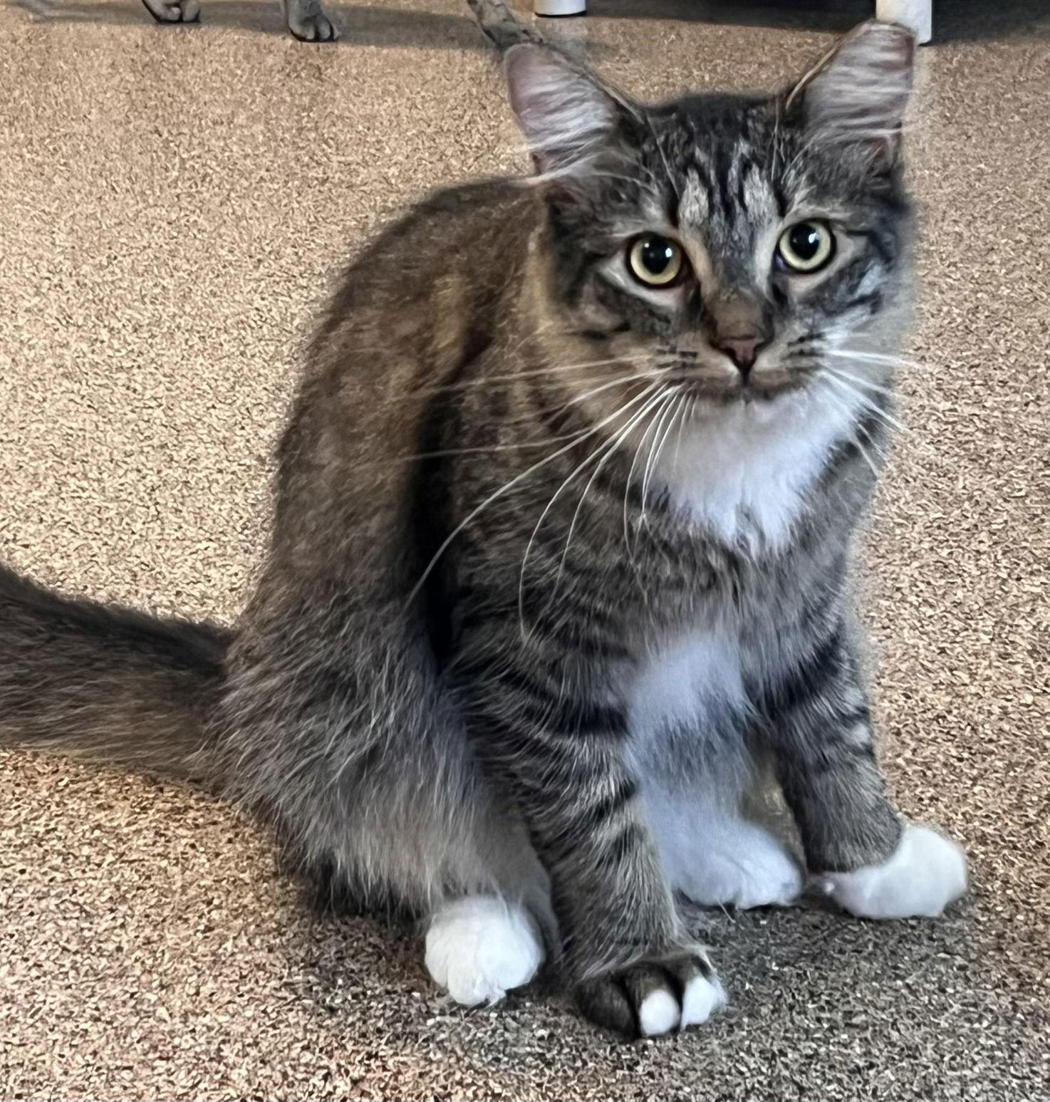 Elizabeth, Adoptable, Kitten Female Domestic Medium Hair.