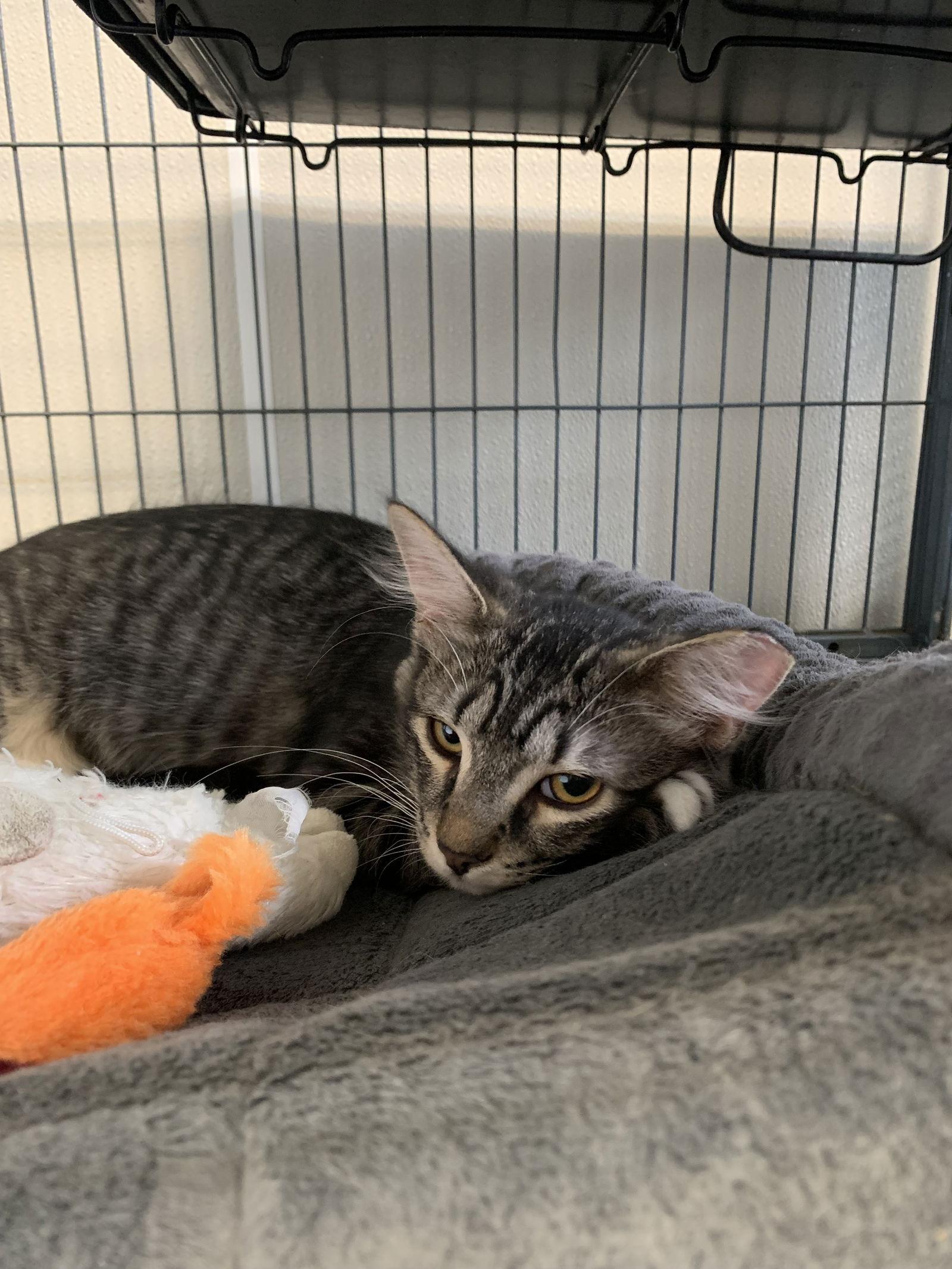 Enlarge Elizabeth, a Adoptable Domestic Medium Hair in Sanford, FL image 2/3