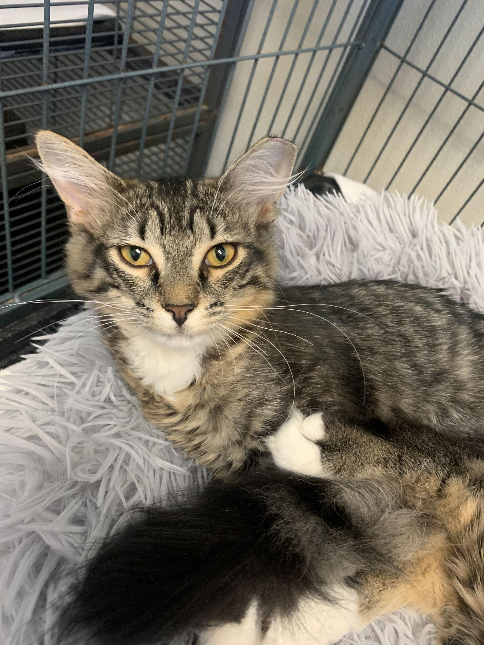 Enlarge Elizabeth, a Adoptable Domestic Medium Hair in Sanford, FL image 3/3