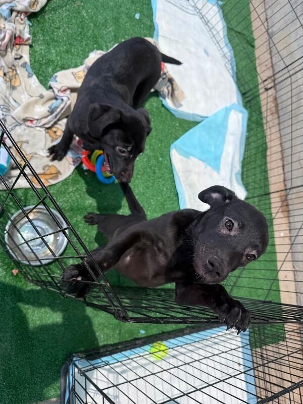 Sundance, Adoptable, Young Female Mixed Breed.