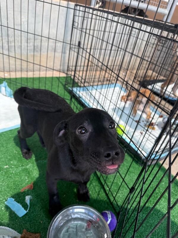 Enlarge Sundance, a Adoptable Mixed Breed in Hobbs, NM image 2/4