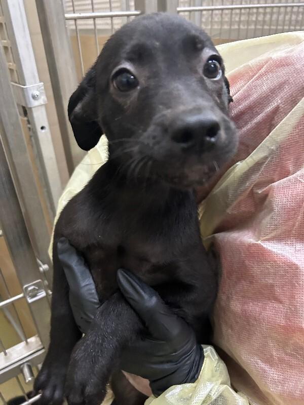 Enlarge Sundance, a Adoptable Mixed Breed in Hobbs, NM image 4/4
