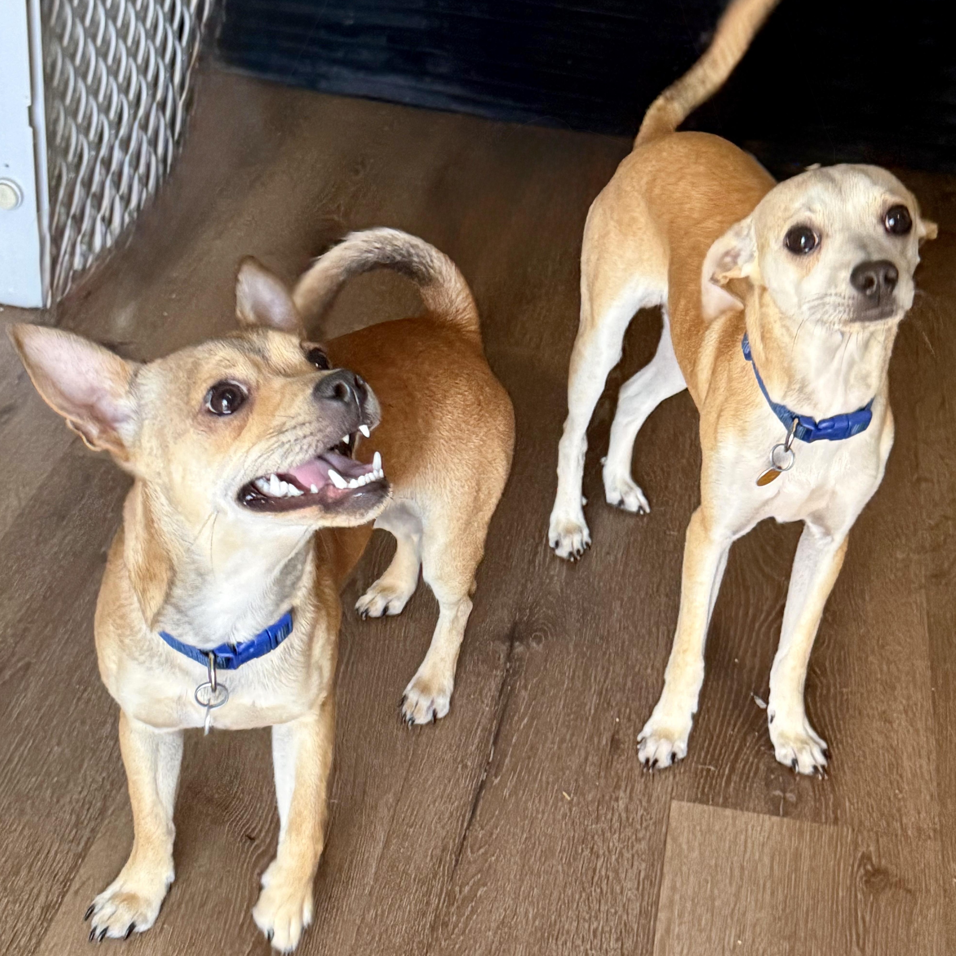Enlarge Tails, a ADOPTABLE mixed breed in modesto, CA image 6/6