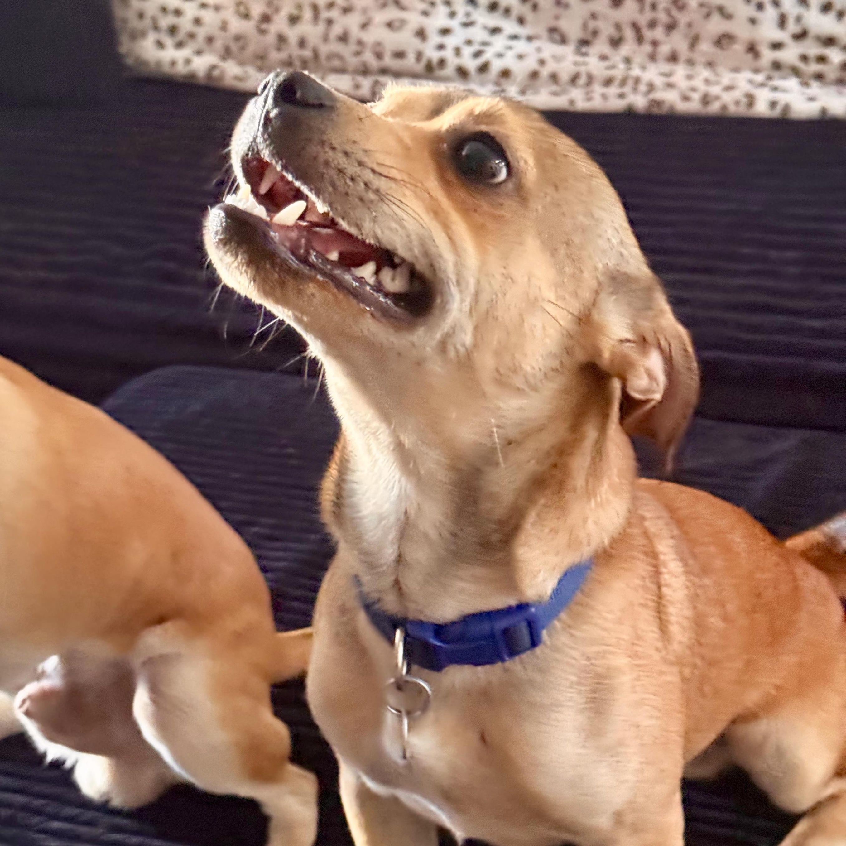 Enlarge Tails, a ADOPTABLE mixed breed in modesto, CA image 3/6