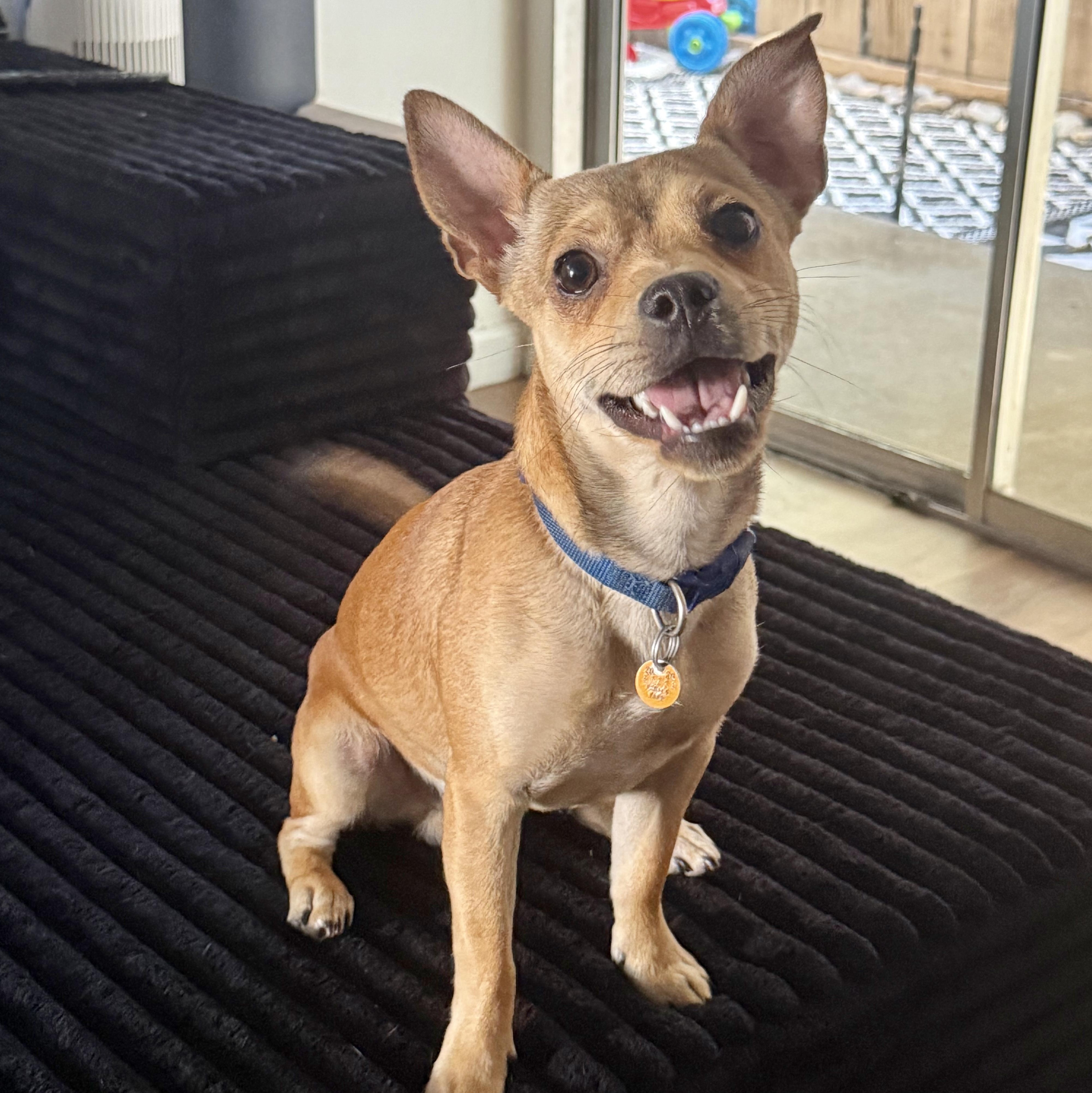 Tails, ADOPTABLE, Young Male Chihuahua & Pug.