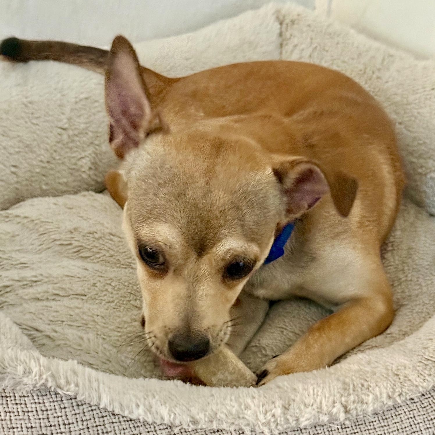 Enlarge Tails, a ADOPTABLE mixed breed in modesto, CA image 2/6