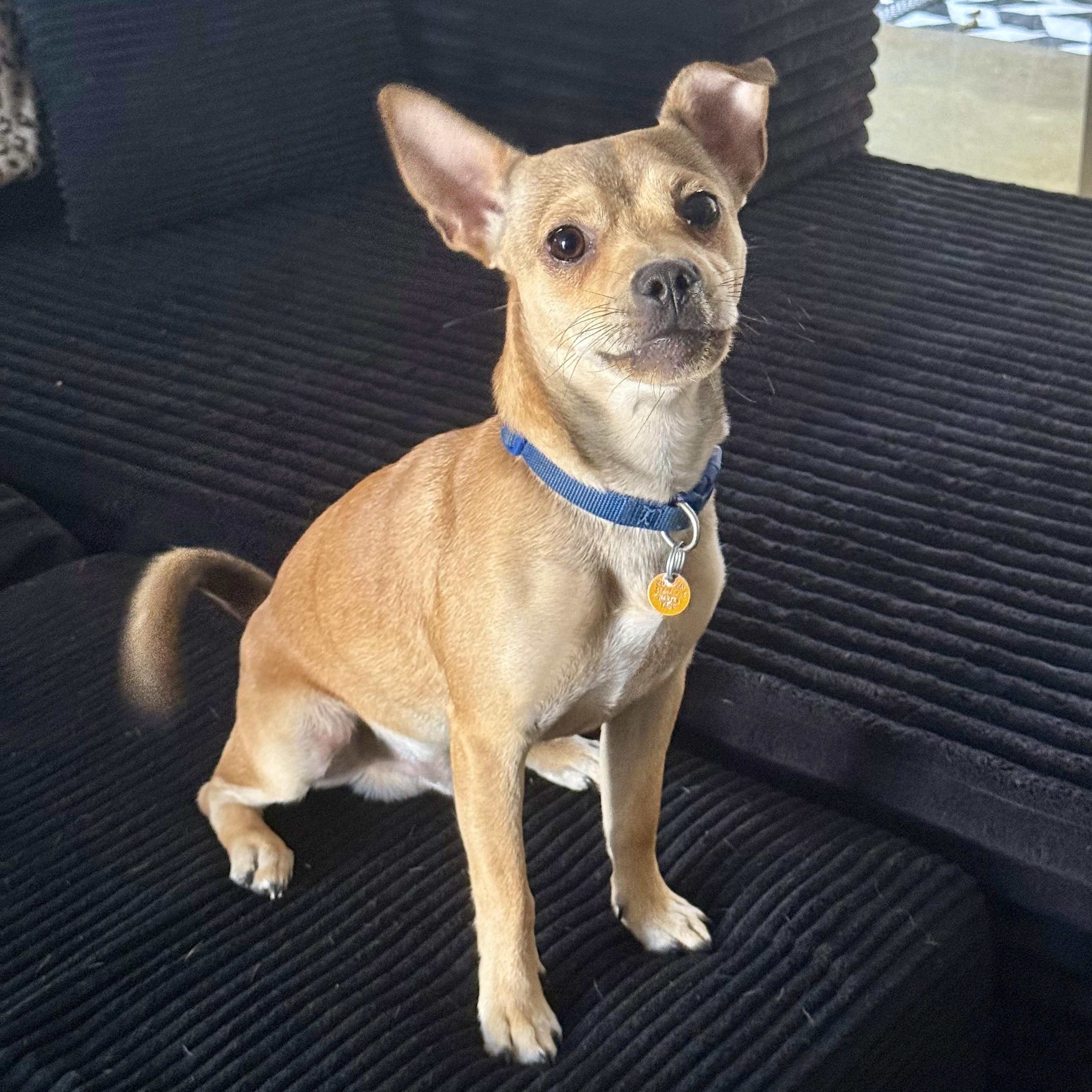 Enlarge Tails, a ADOPTABLE mixed breed in modesto, CA image 5/6