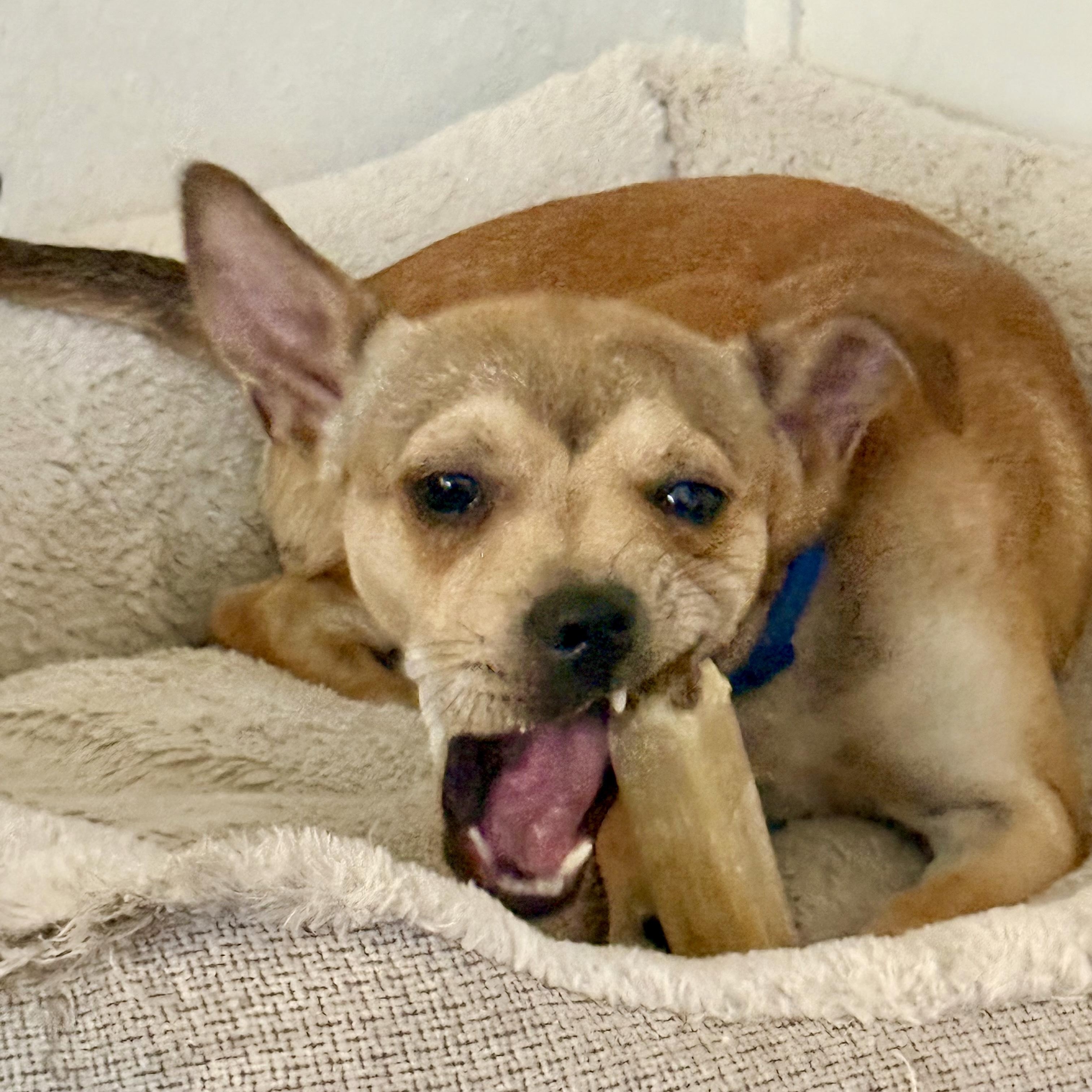 Enlarge Tails, a ADOPTABLE mixed breed in modesto, CA image 4/6