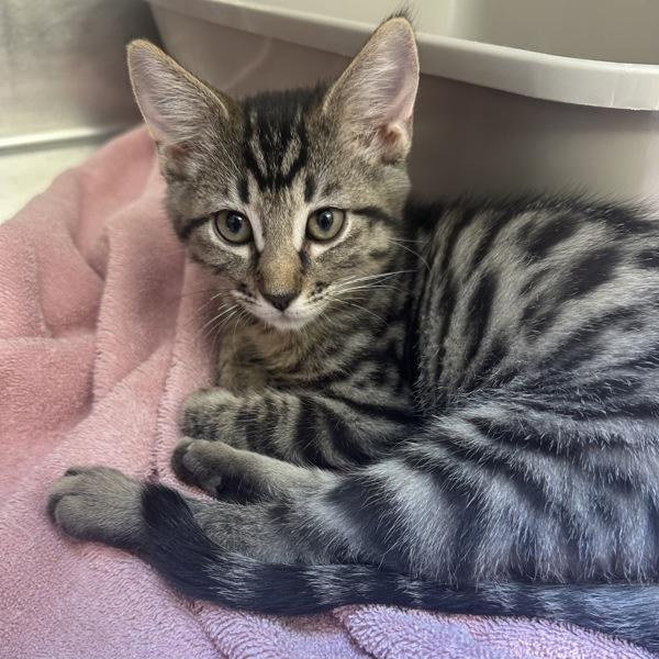 Ibanez, Adoptable, Kitten Female Domestic Short Hair.