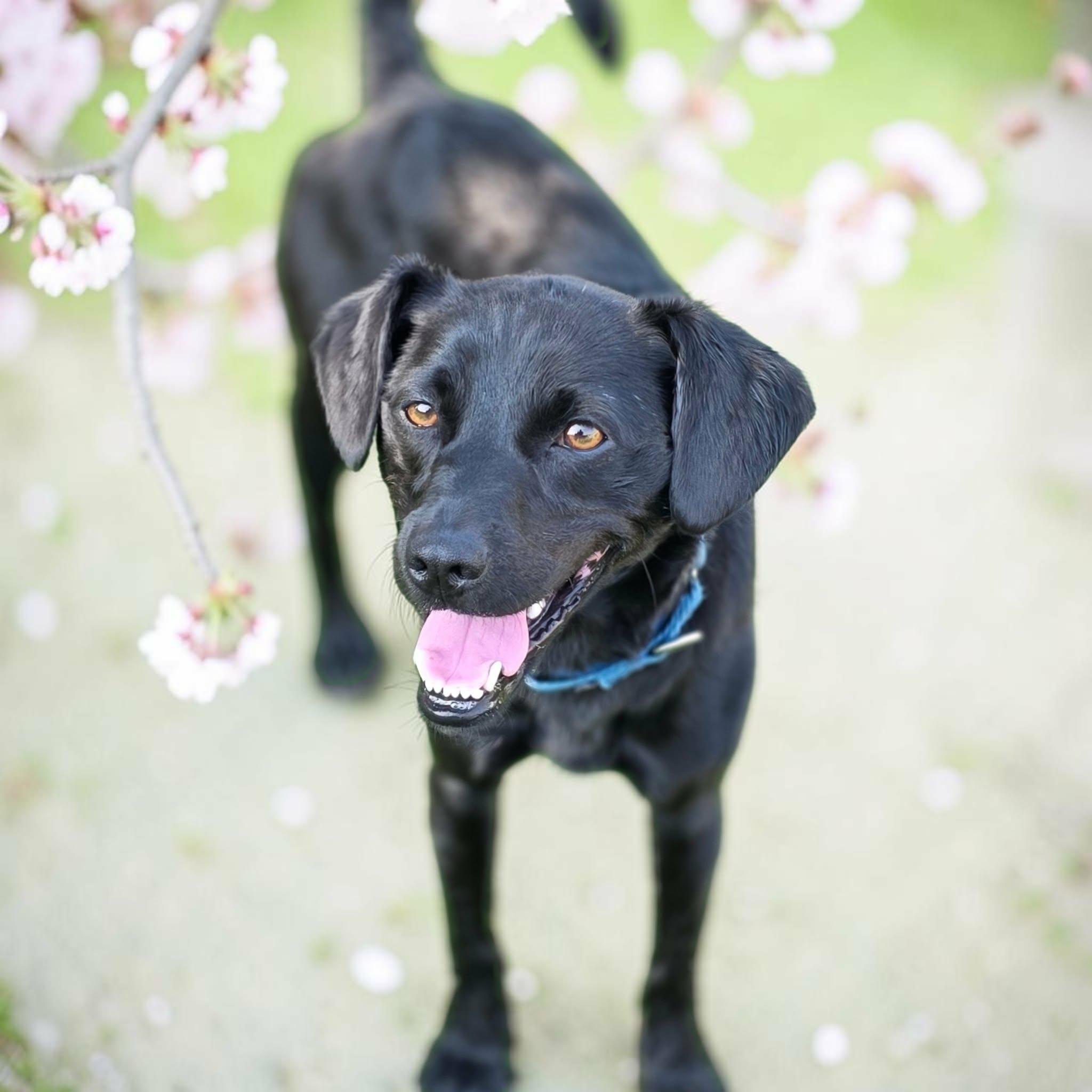Enlarge Moose, a Adoptable mixed breed in Anderson, SC image 2/4