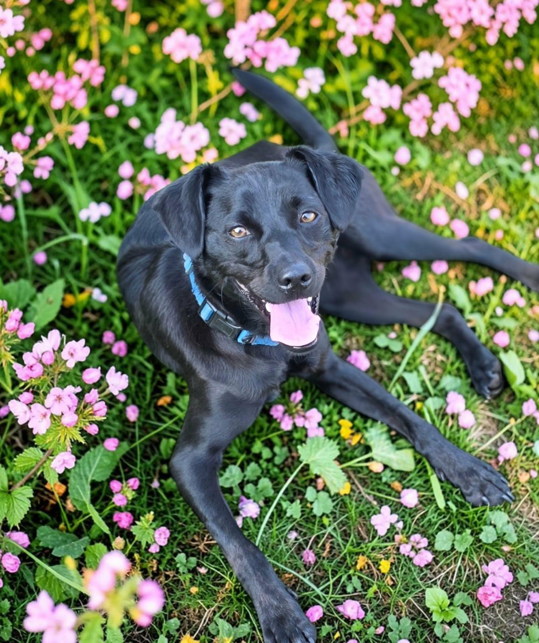 Moose, Adoptable, Young Male Black Labrador Retriever.