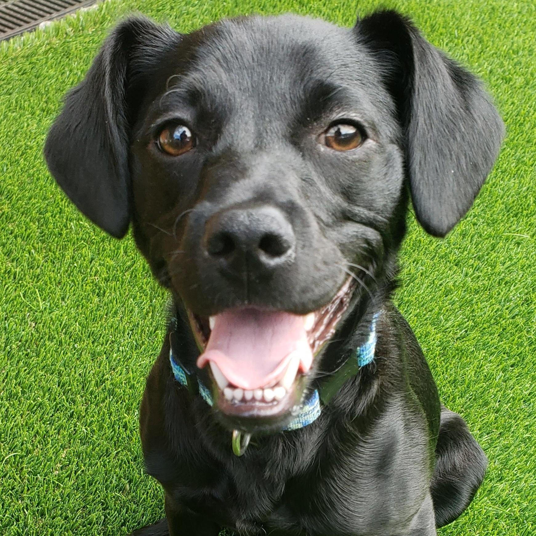 Moose, ADOPTABLE, Young Male Black Labrador Retriever.