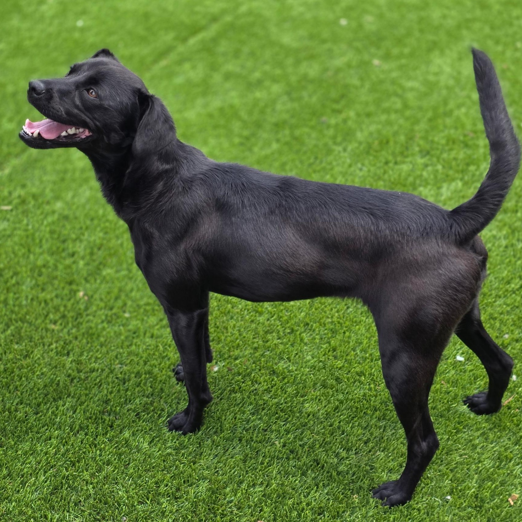 Moose, a ADOPTABLE mixed breed in Anderson, SC image 2/3