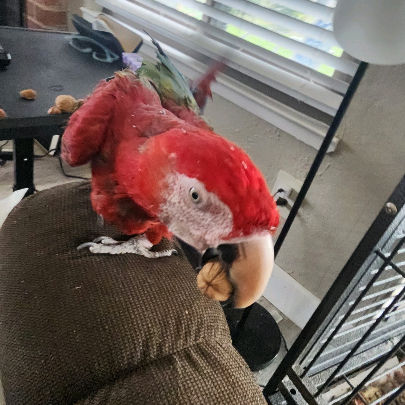 Jazz, a Adoptable Macaw in Modesto, CA image 1/5