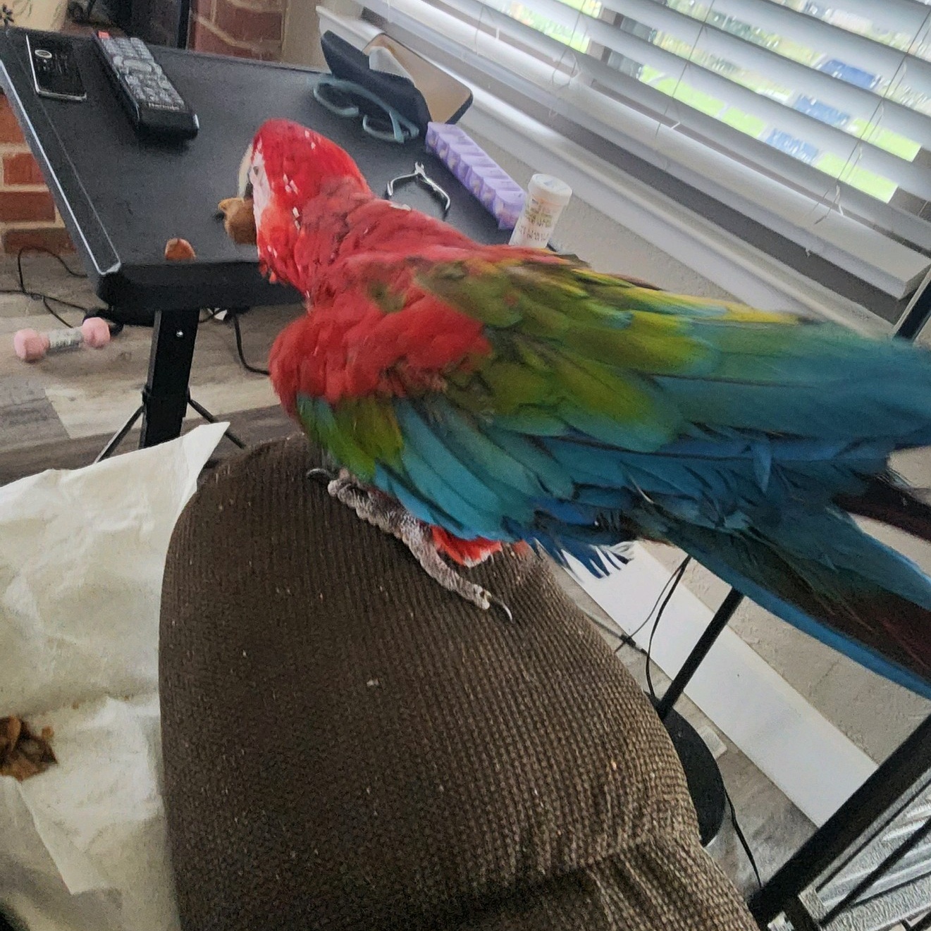 Jazz, a Adoptable Macaw in Modesto, CA image 2/5