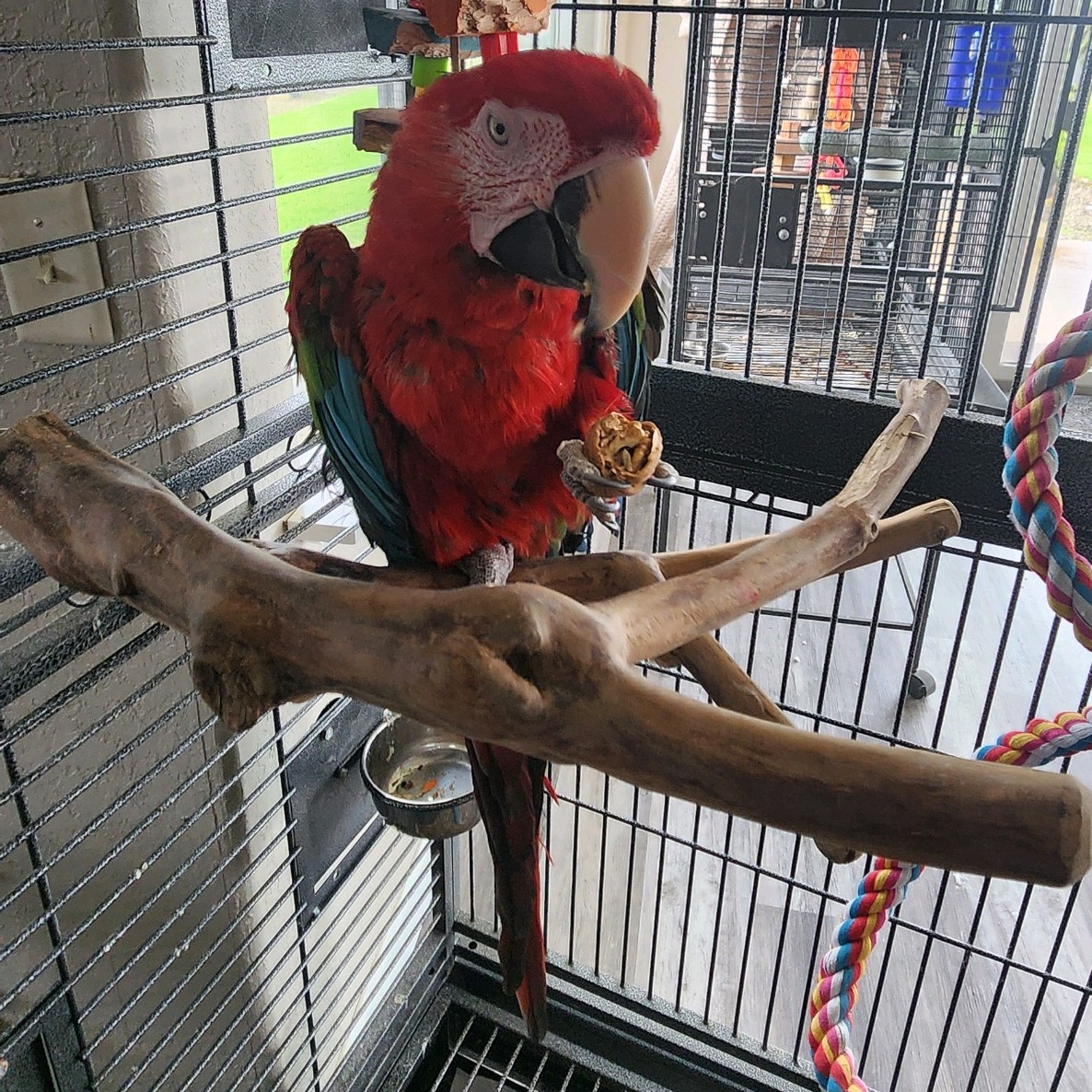 Jazz, a Adoptable Macaw in Modesto, CA image 3/5
