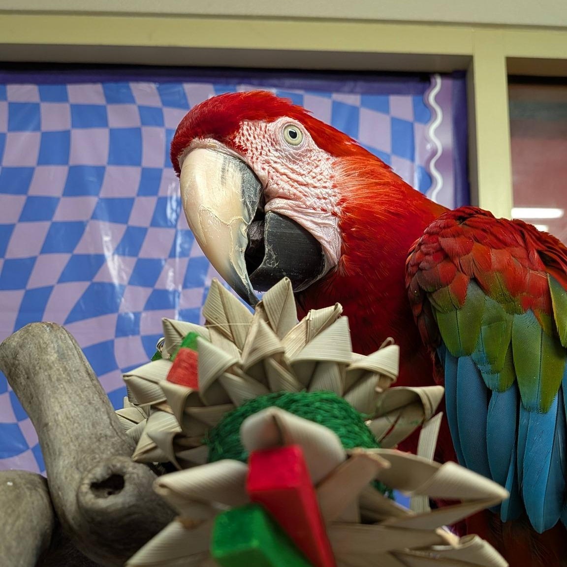 Jazz, Adoptable, Adult Female Macaw.