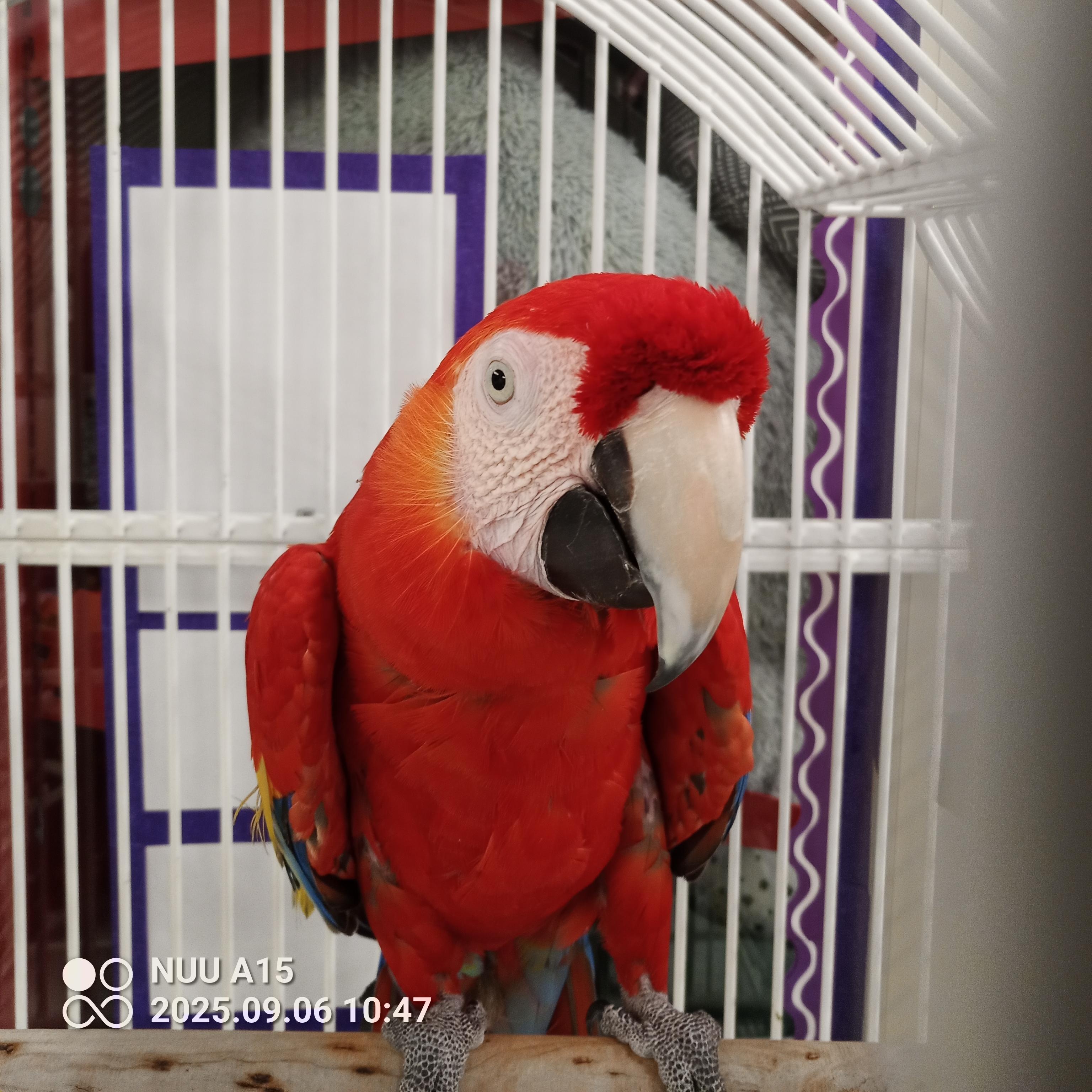 Enlarge Jazz, a Adoptable Macaw in Modesto, CA image 1/6