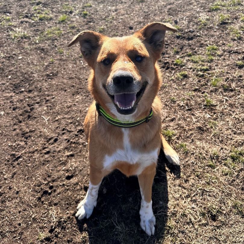 Palisade, a Adoptable Cattle Dog in Kearney, NE image 1/3