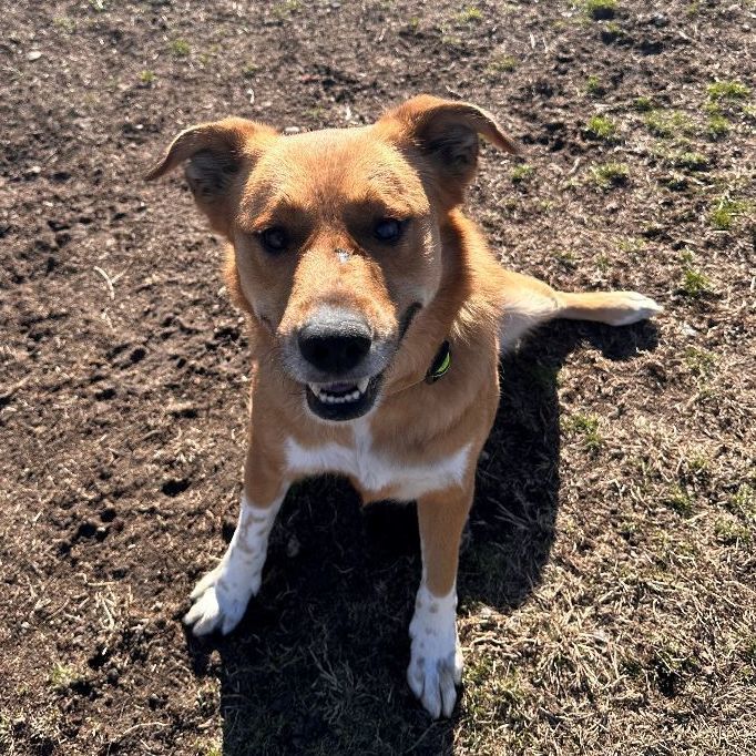 Palisade, a Adoptable Cattle Dog in Kearney, NE image 2/3