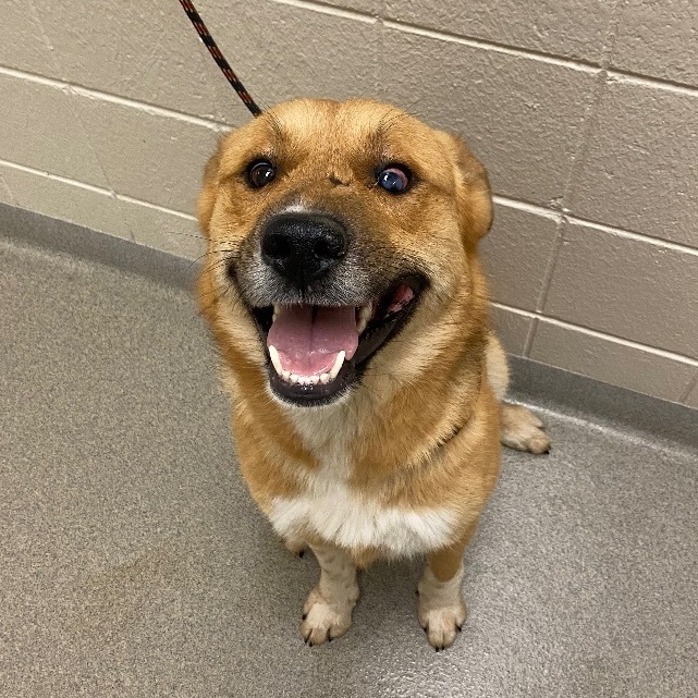 Palisade, a Adoptable Cattle Dog in Kearney, NE image 3/3