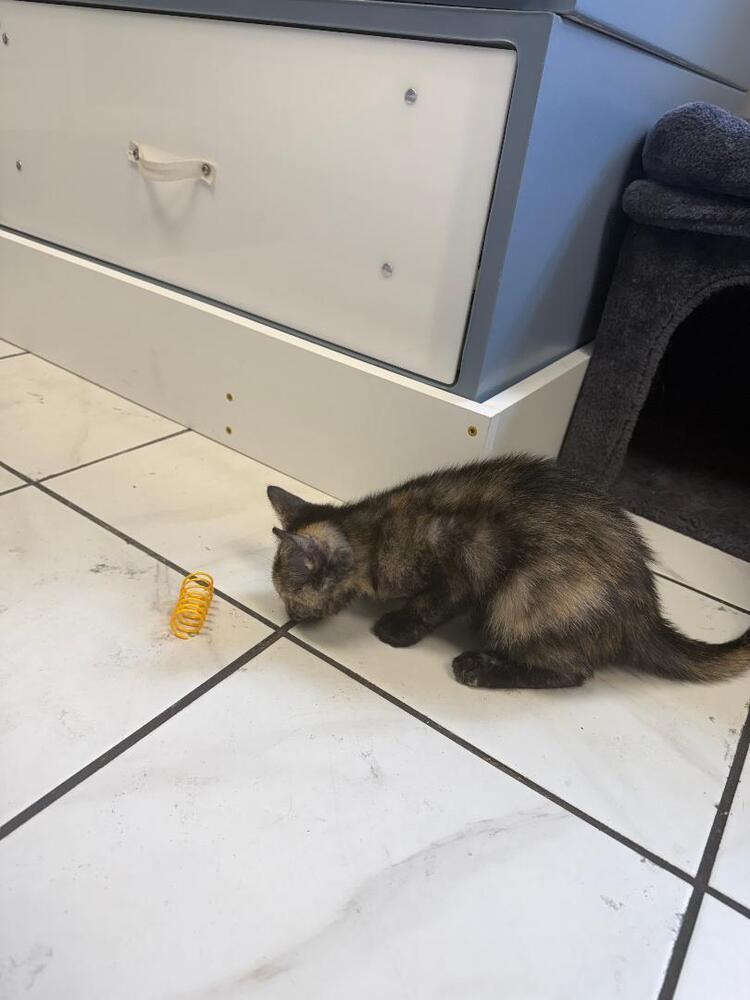 Opal, Adoptable, Kitten Female Domestic Short Hair.