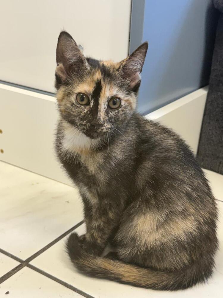 Opal, a Adoptable mixed breed in Breinigsville, PA image 2/4
