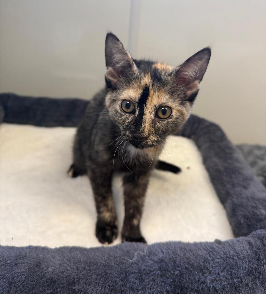 Opal, a Adoptable mixed breed in Breinigsville, PA image 3/4