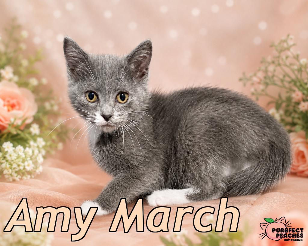 Amy March, Adoptable, Kitten Female Domestic Short Hair.