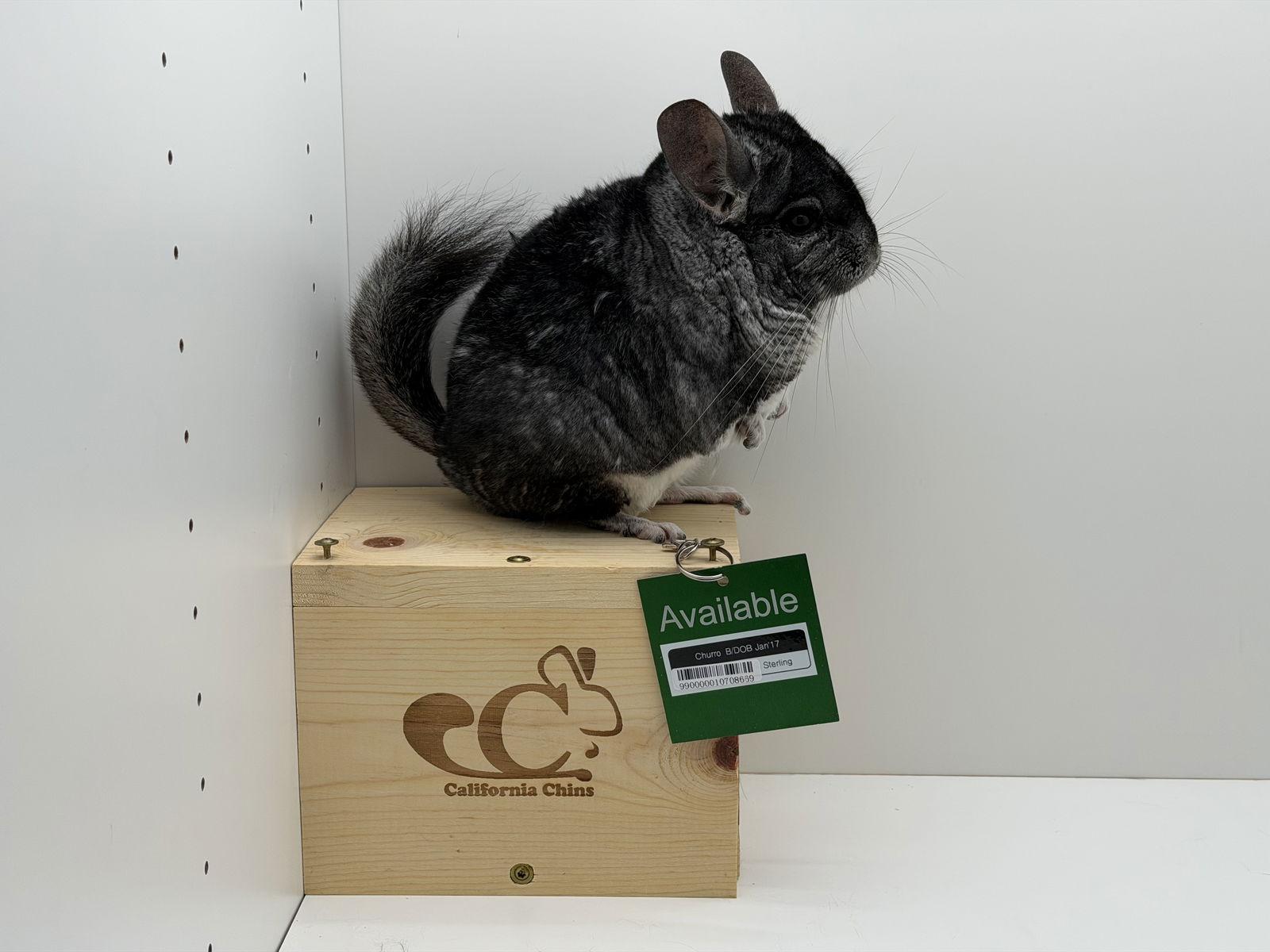 Enlarge Churro, a Adoptable Chinchilla in Sunnyvale, CA image 1/3