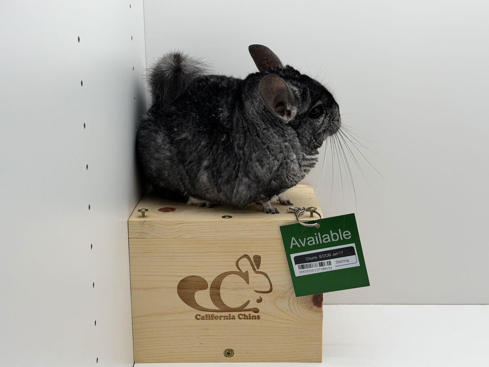 Enlarge Churro, a Adoptable Chinchilla in Sunnyvale, CA image 2/3