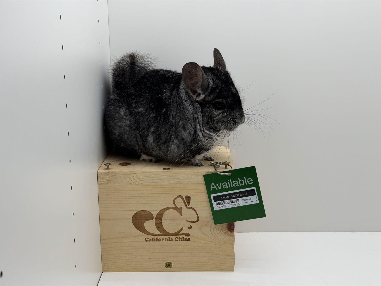 Enlarge Churro, a Adoptable Chinchilla in Sunnyvale, CA image 3/3