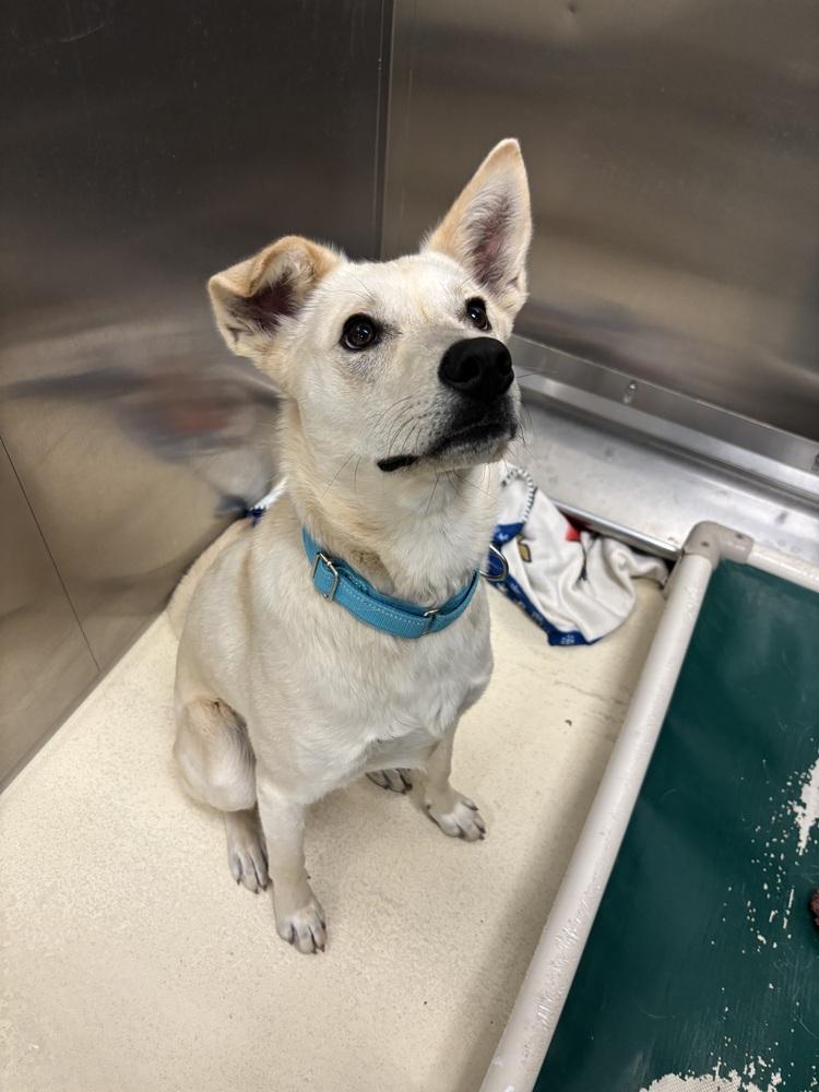 Enlarge Jockey, a Adoptable mixed breed in Kalamazoo, MI image 1/2