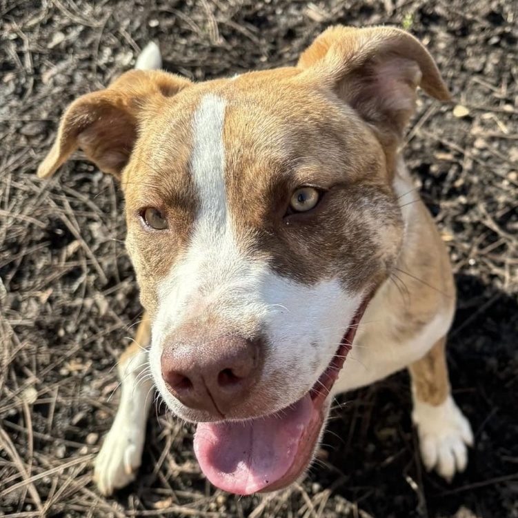 Enlarge Ginger, a Adoptable Pit Bull Terrier in Spencer, IN image 1/3