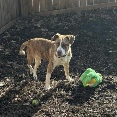 Enlarge Ginger, a Adoptable Pit Bull Terrier in Spencer, IN image 3/3