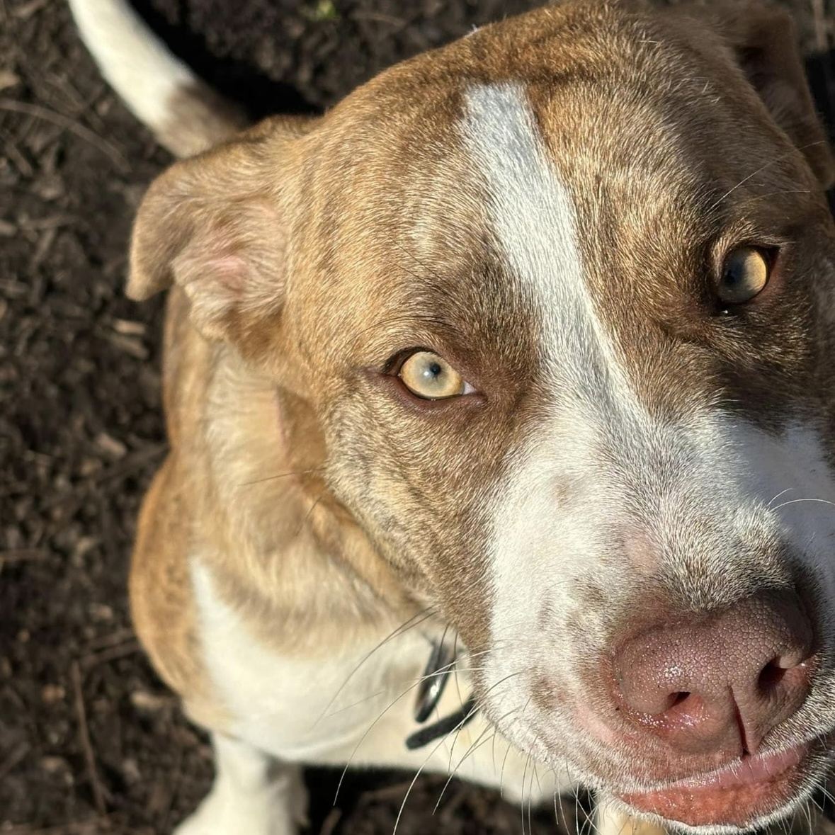 Enlarge Ginger, a Adoptable Pit Bull Terrier in Spencer, IN image 2/3