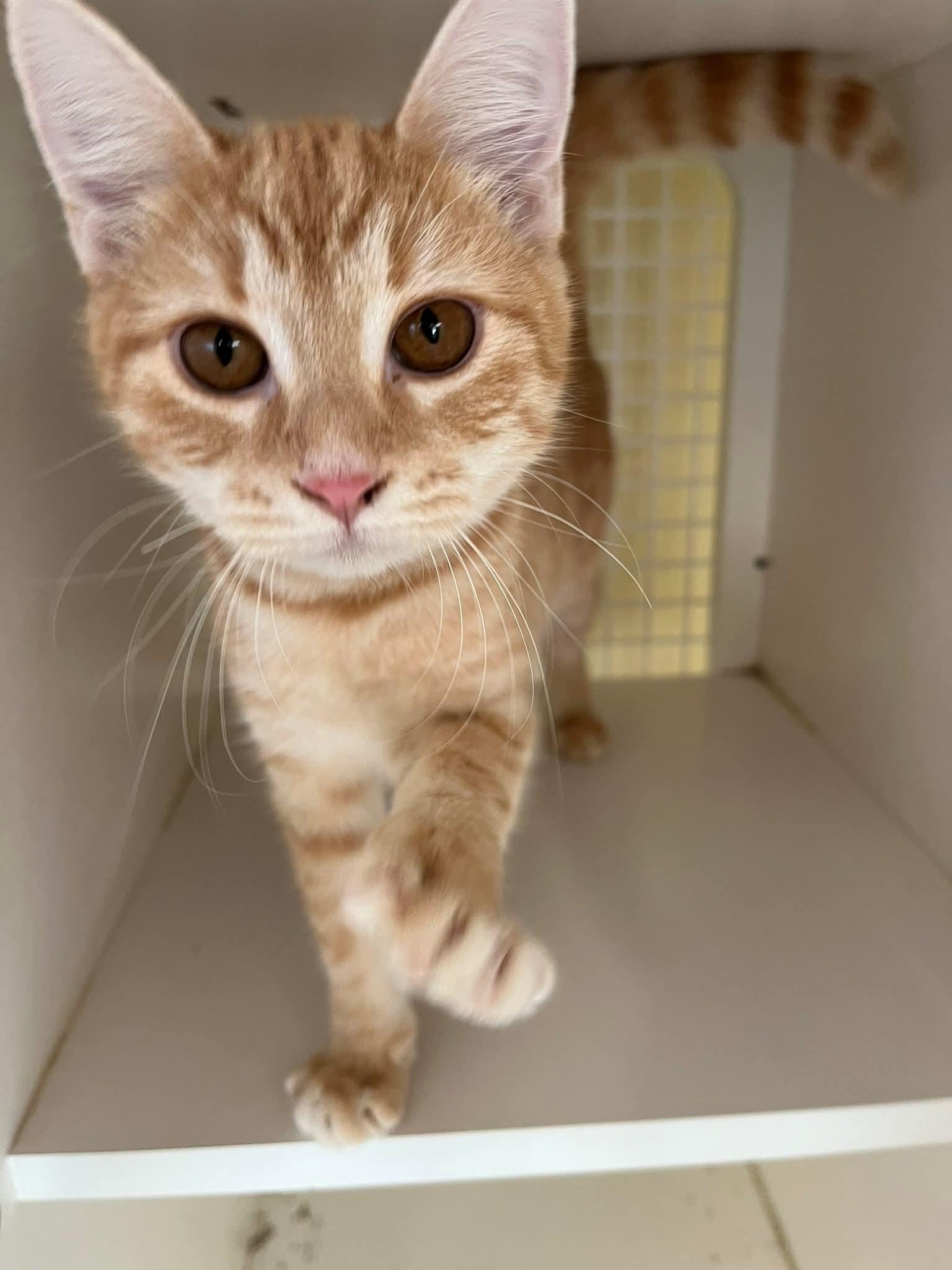 Terracotta, Adoptable, Young Female Domestic Short Hair.