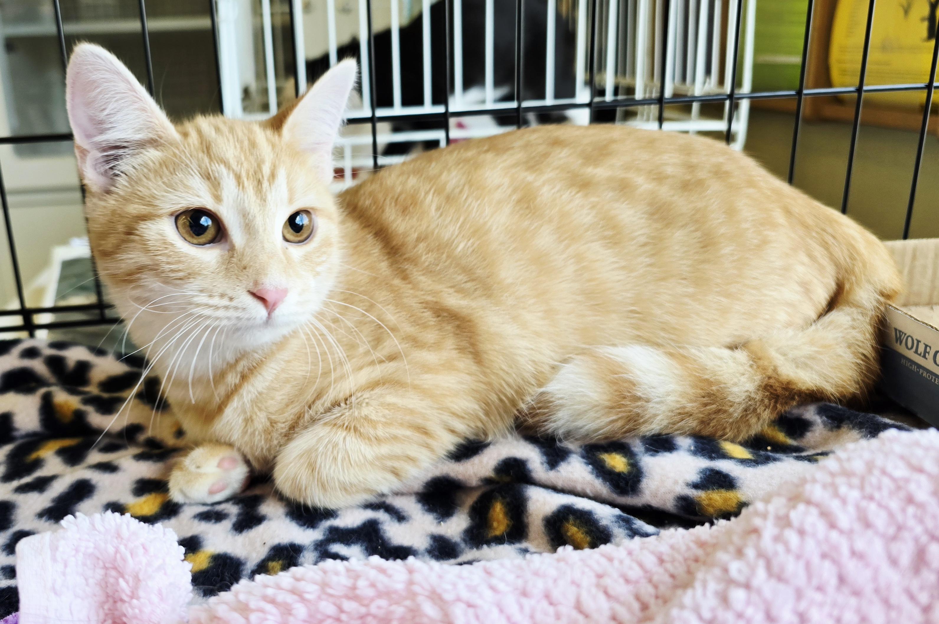 Terracotta, a Adoptable Domestic Short Hair in Nottingham, MD image 2/5