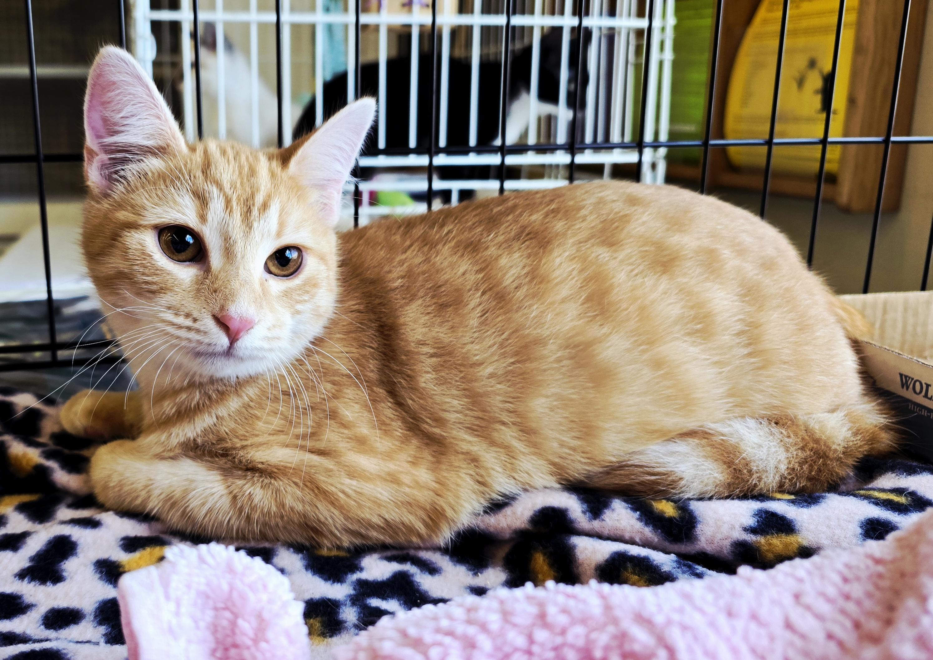 Terracotta, a Adoptable Domestic Short Hair in Nottingham, MD image 3/5