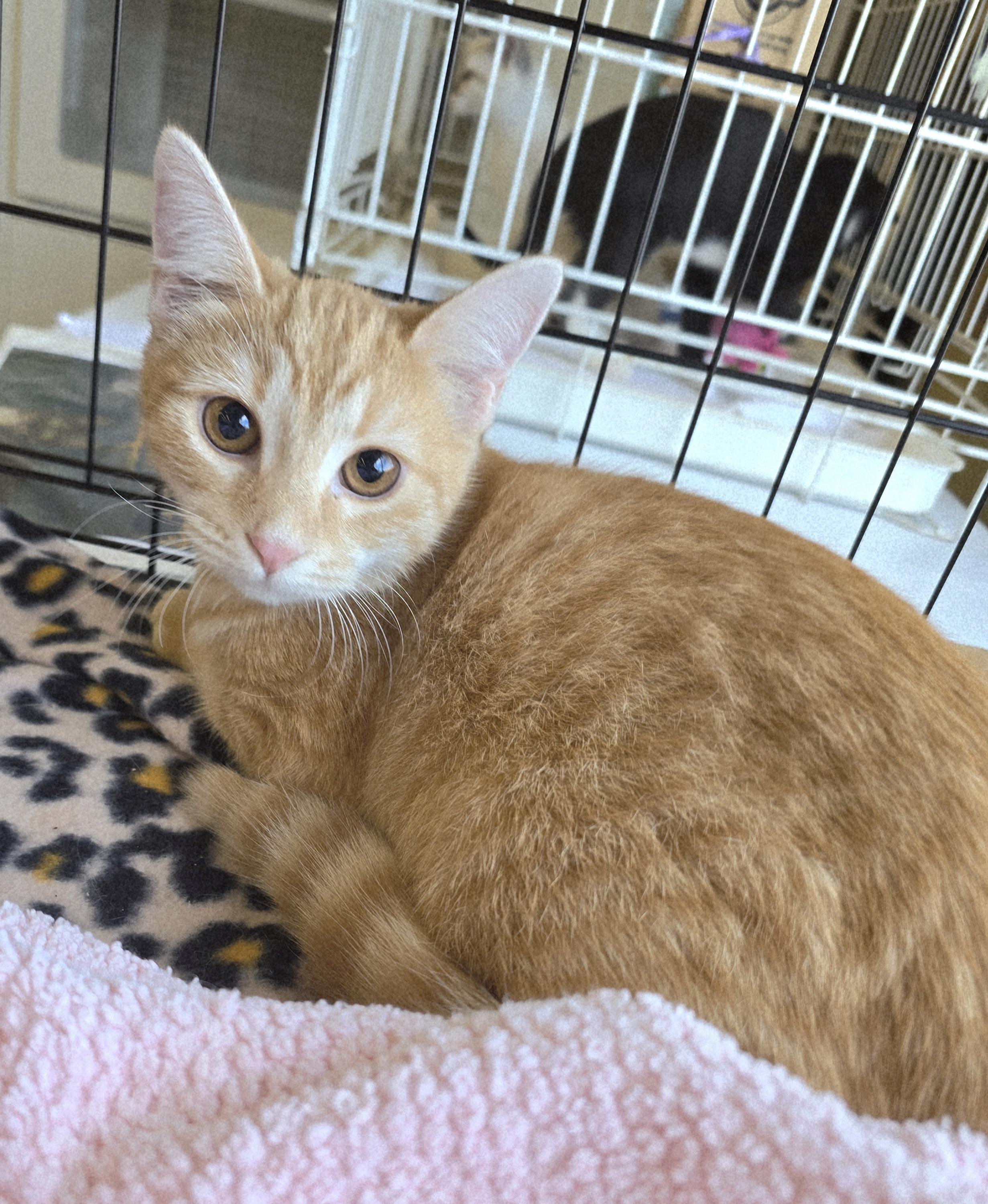 Terracotta, a Adoptable Domestic Short Hair in Nottingham, MD image 4/5