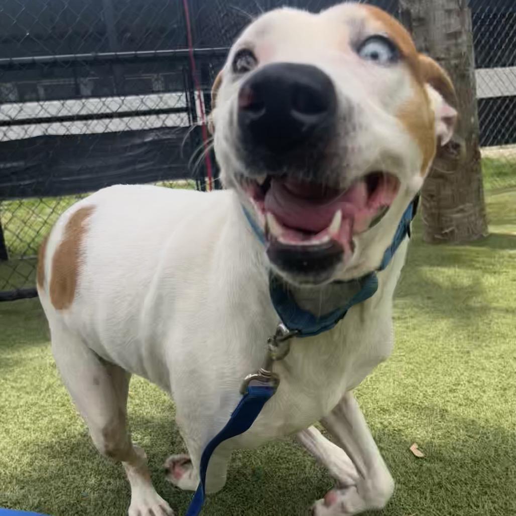 Fudge, Adoptable, Adult Female Mixed Breed.