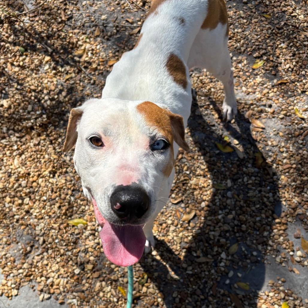 Fudge, a Adoptable Mixed Breed in Sarasota, FL image 2/6