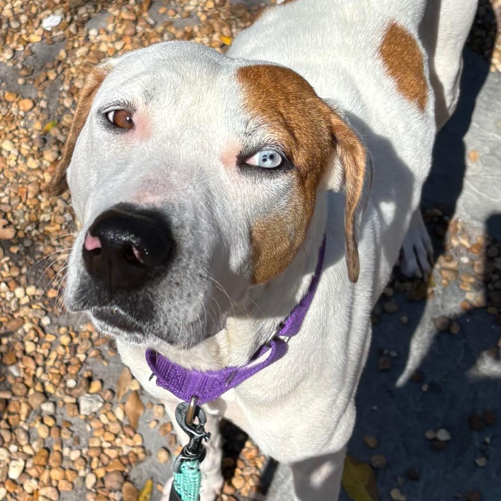 Fudge, a Adoptable Mixed Breed in Sarasota, FL image 3/6