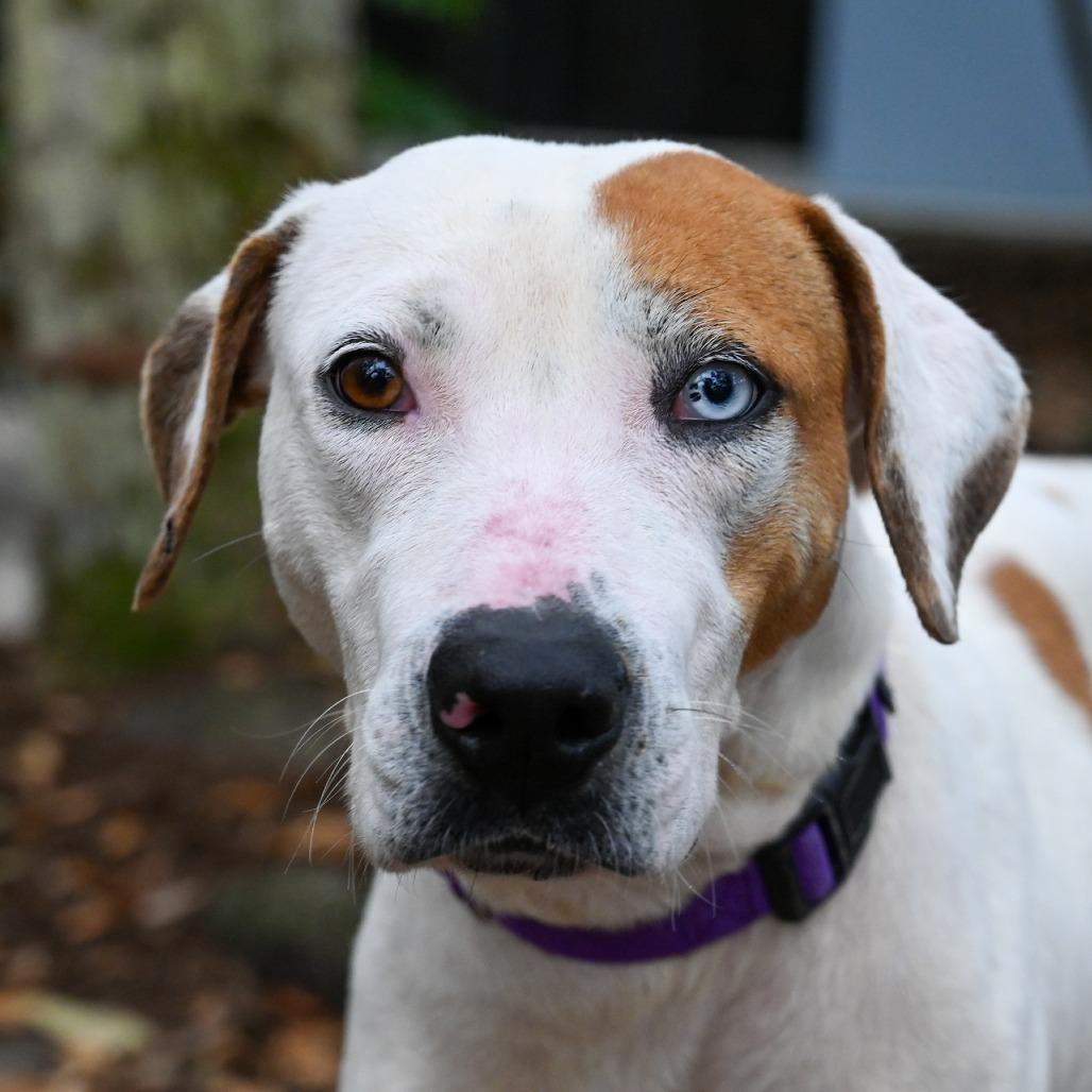 Fudge, a Adoptable Mixed Breed in Sarasota, FL image 4/6
