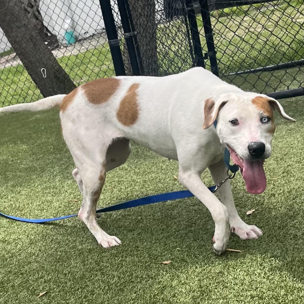 Fudge, a Adoptable Mixed Breed in Sarasota, FL image 6/6